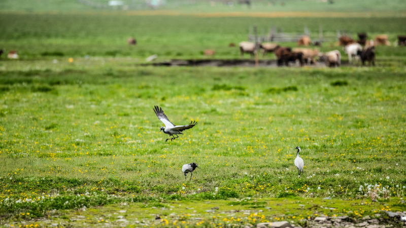 托勒海特湿地灰鹤家庭自由生活