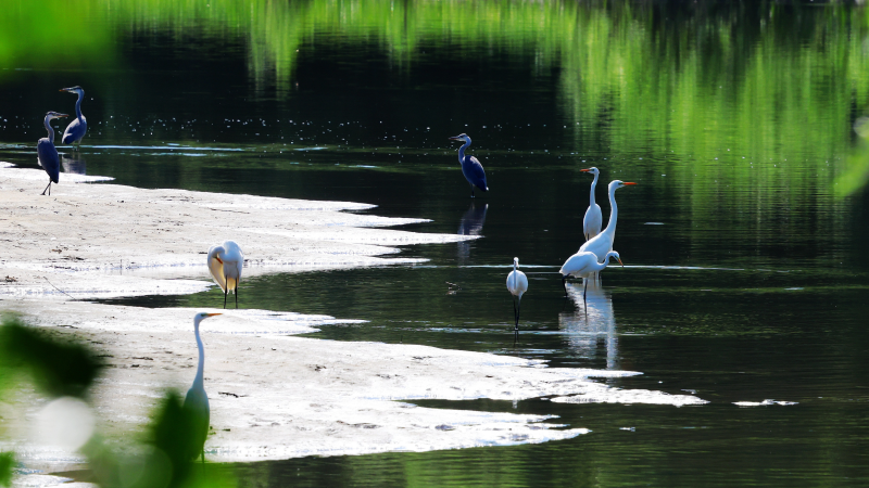 我的阿勒泰·美景篇 | 阿勒泰科克苏湿地候鸟舞翩跹