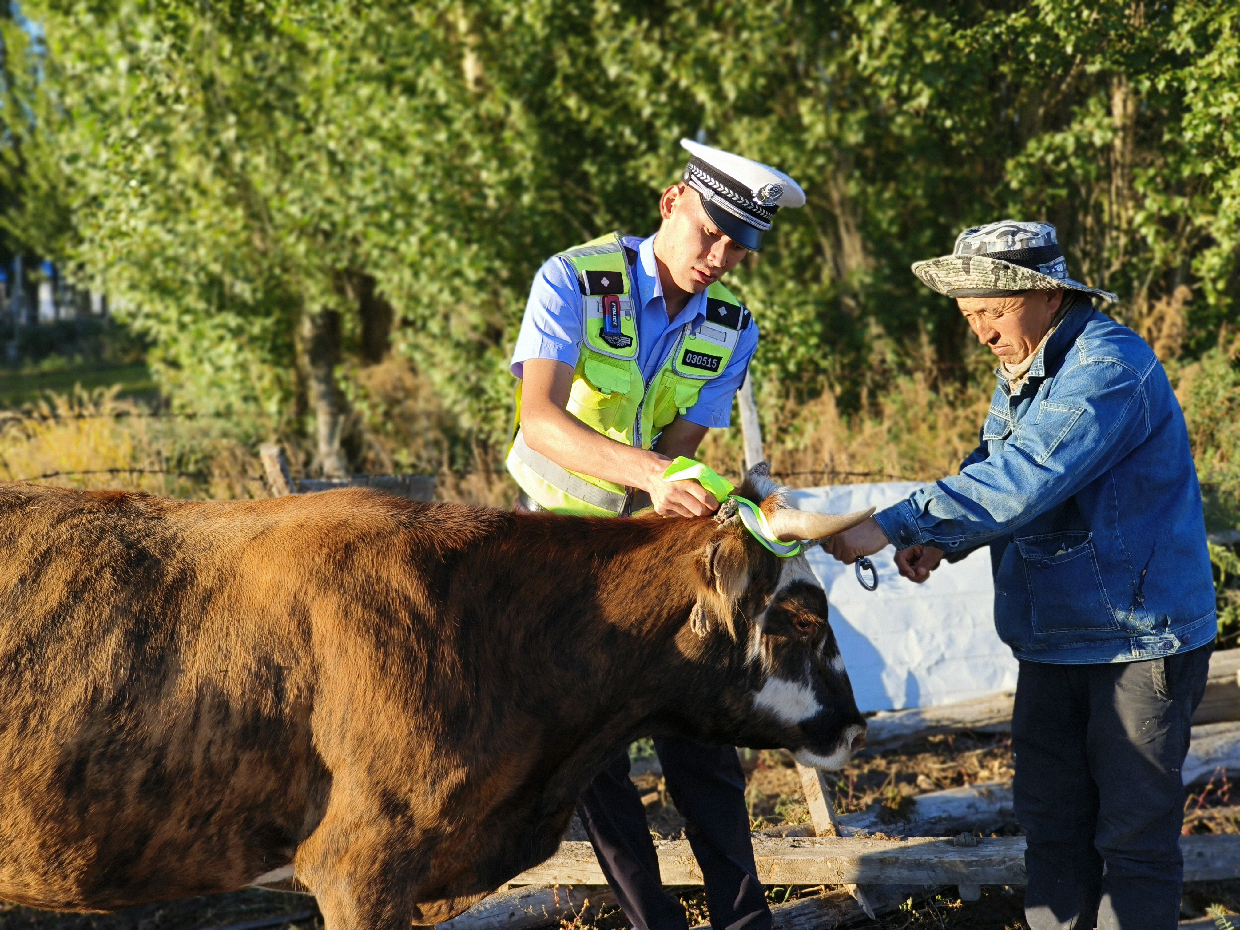 民警与农牧民一同为牲畜绑反光带.jpg