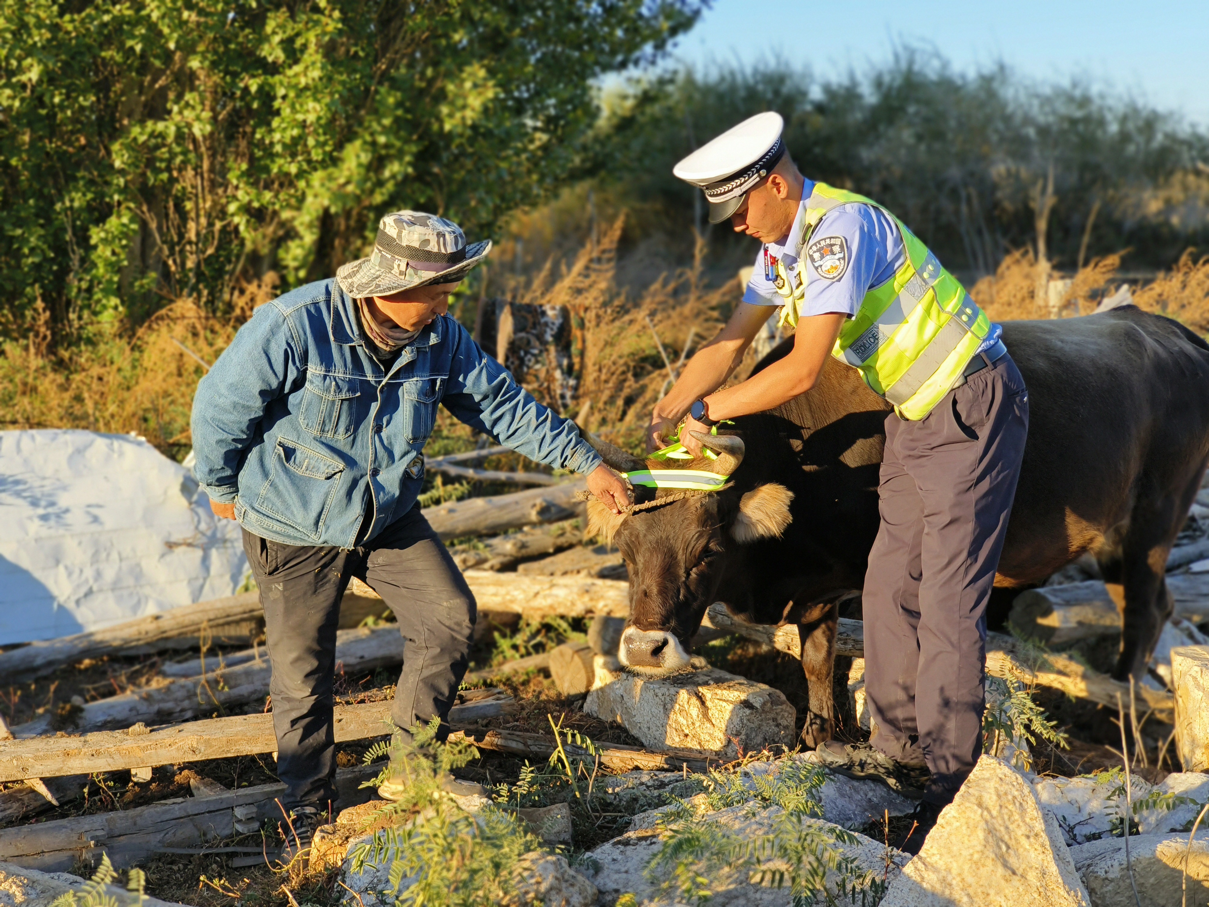 民警在农牧民家中牛棚内为生许多绑反光带.jpg