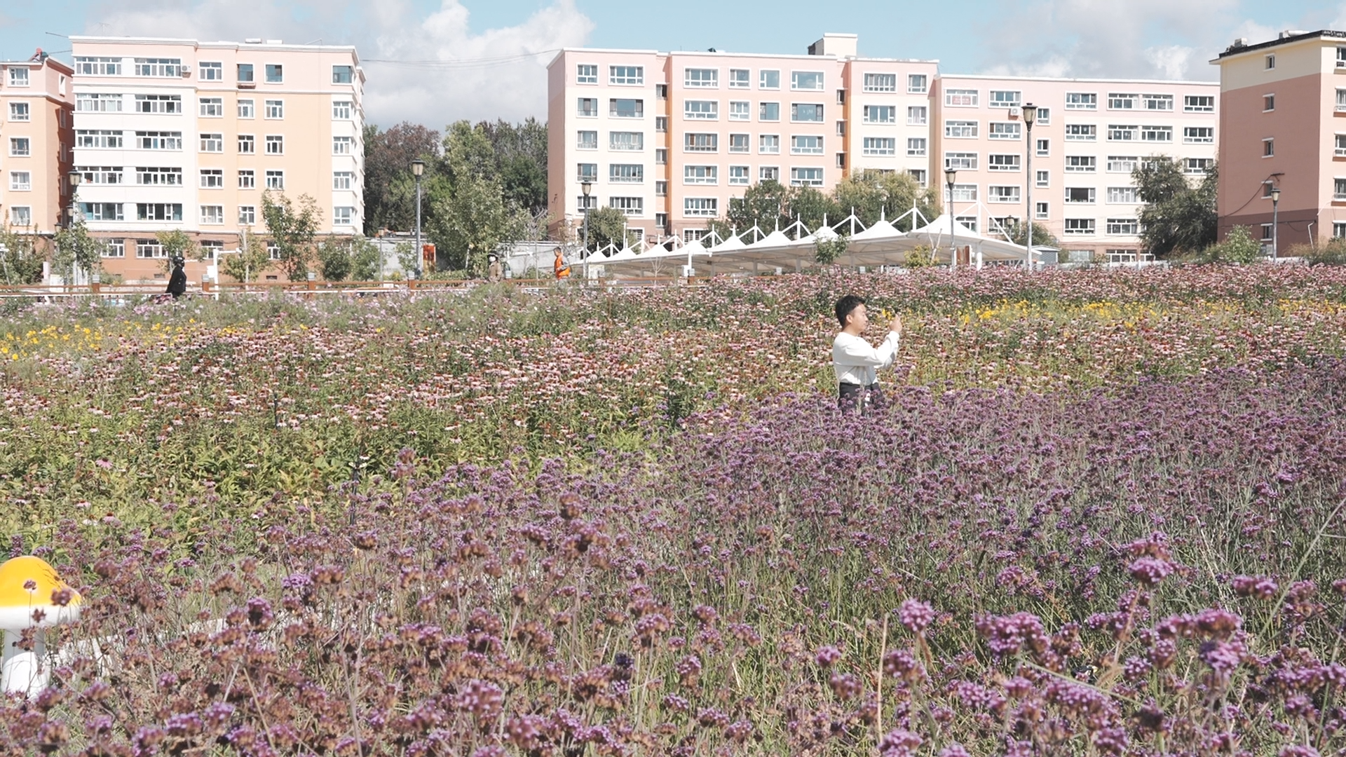 mmexport1726375415124