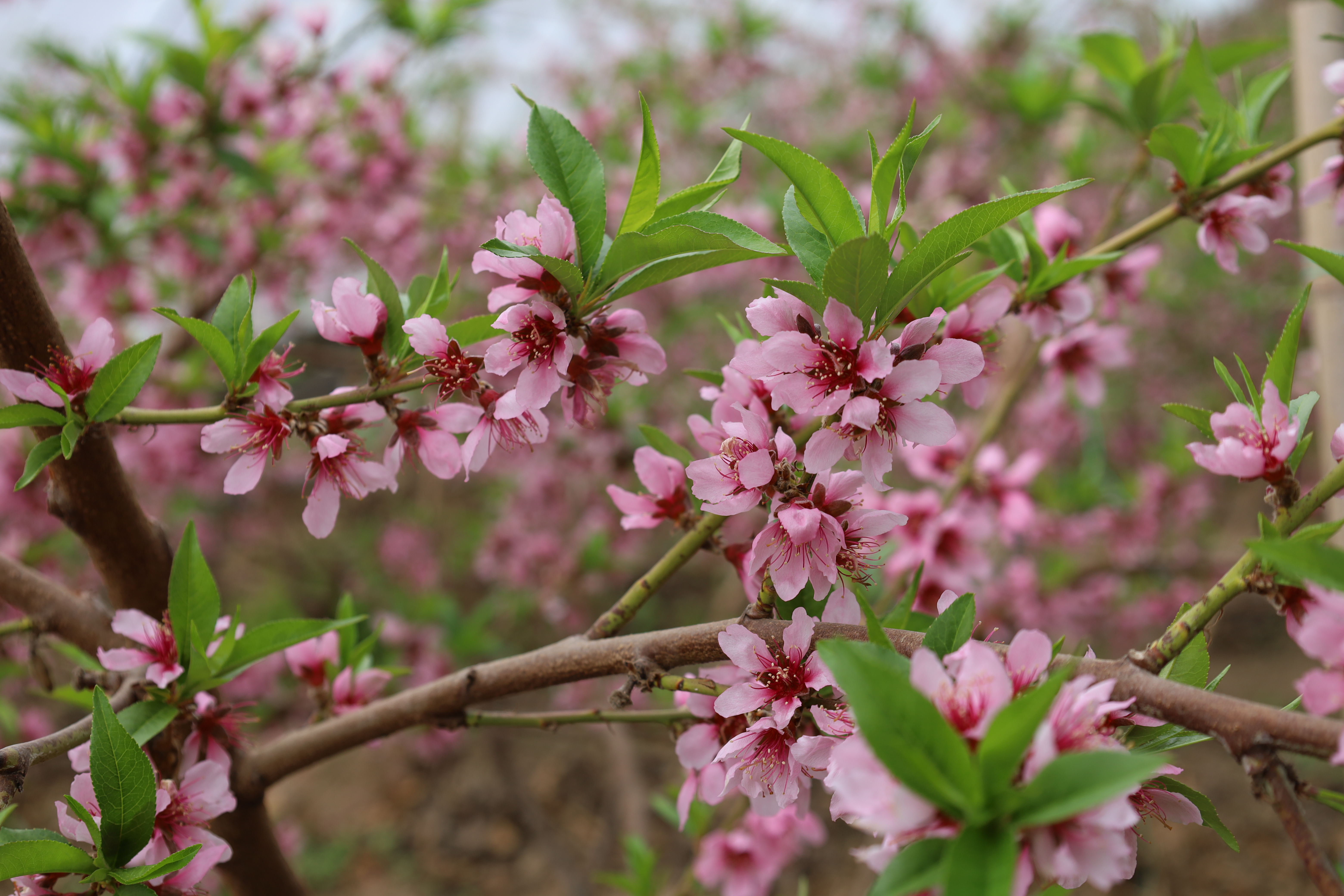 暖棚内桃花连片盛开，花香满园景致宜人。
